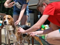 Dog Bath 5