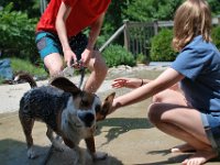 Dog Bath 7