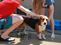 Dog Bath 8