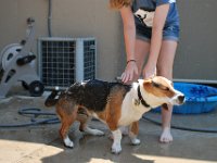 Dog Bath 9