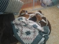 Dogs