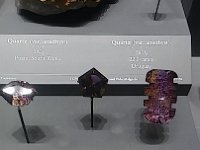 Natural History 1