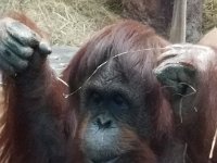 Zoo 17