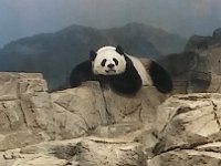 Zoo 6
