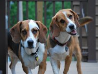 Dogs 1