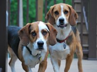 Dogs 2