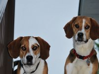 Dogs 4