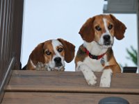 Dogs 5