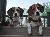 Dogs 6