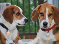 Dogs 7