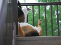 Dogs 8