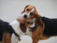 Dogs 9