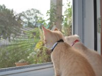 Kittens 10