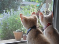 Kittens 11