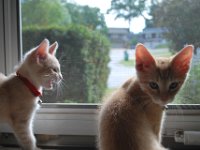 Kittens 12