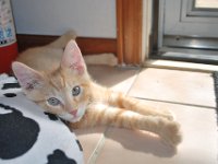 Kittens 13