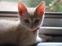 Kittens 14