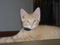 Kittens 15