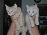 Kittens 17