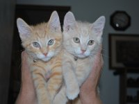 Kittens 20