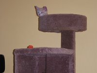 Kittens 3