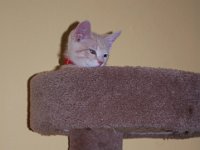 Kittens 4