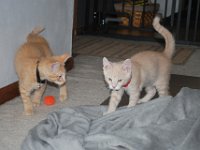 Kittens 7