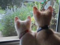 Kittens 9