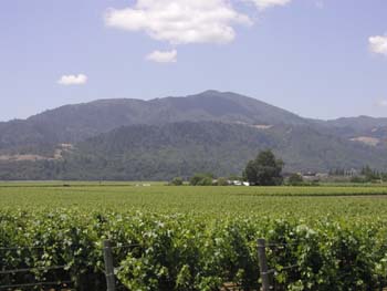 San Jose - Napa 5