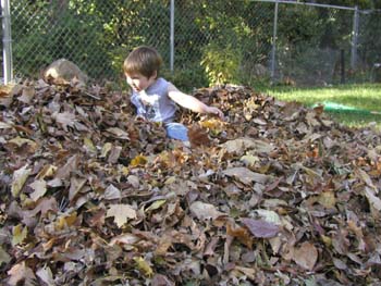 Leaves 1